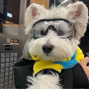 Dog glasses/ googles